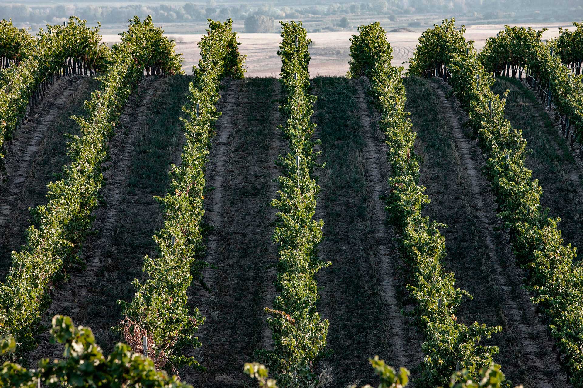 Crecimiento del viñedo propio hasta alcanzar más de 600 hectáreas