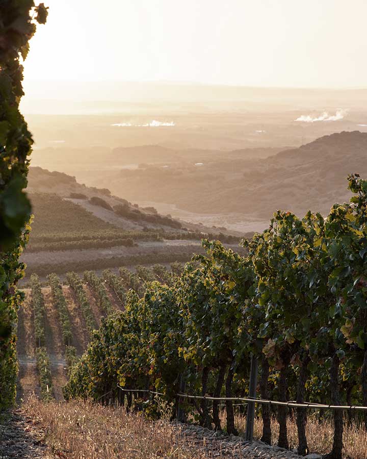 Viñedos